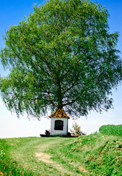 baum_kapelle